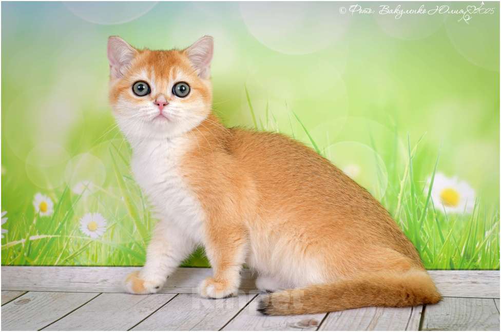 Кошки в Геленджике: Шотландская короткошёрстная девочка Девочка, 25 000 руб. - фото 2