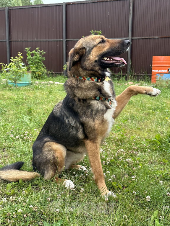 Собаки в Москве: Фиби - собака мечты Девочка, Бесплатно - фото 2