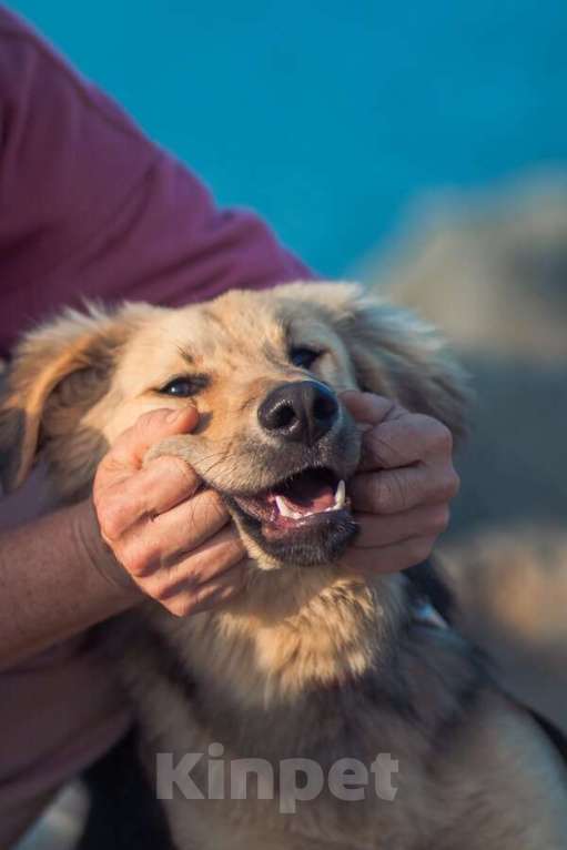 Собаки в Москве: Малышка с чудесным характером ищет семью. Девочка, Бесплатно - фото 3