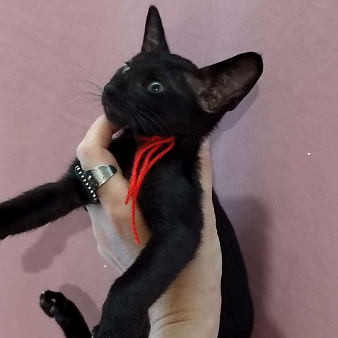 Продажа ориентальных котят из Питомника.