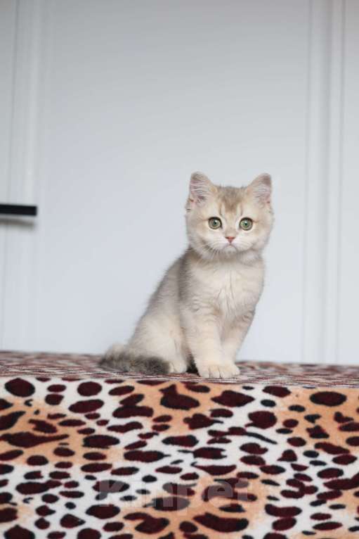 Кошки в Санкт-Петербурге: Британская голубая золотая шиншилла  Девочка, 60 000 руб. - фото 3