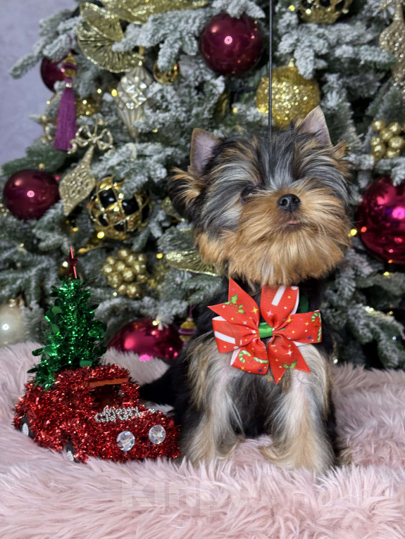 Собаки в Москве: Йоркширский терьер мальчик  Мальчик, 55 000 руб. - фото 5