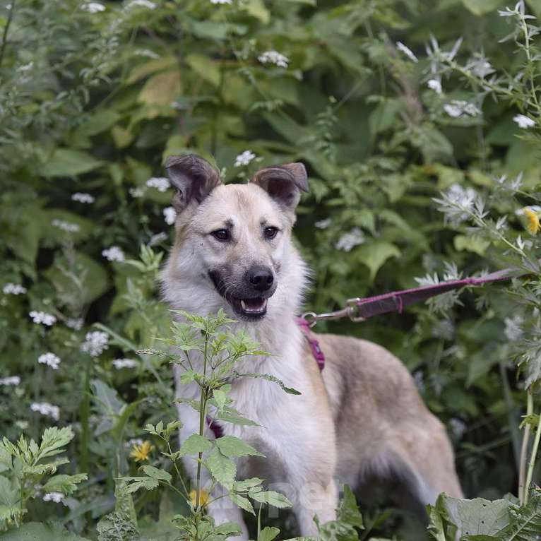 Собаки в Москве: Пуговка Девочка, Бесплатно - фото 2