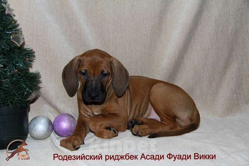 Собаки в Одинцово: Очаровательная девочка стандарт Девочка, 120 000 руб. - фото 5