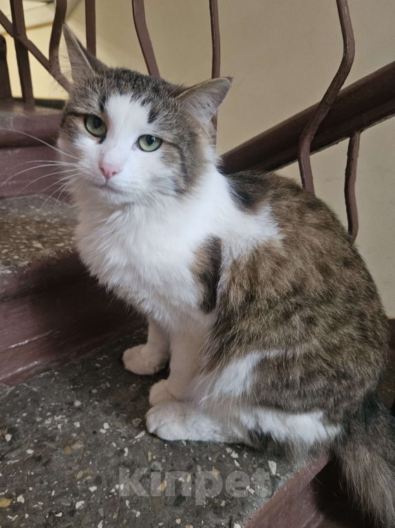 Кошки в Москве: Котик Пуш в добрые руки Мальчик, 1 руб. - фото 6