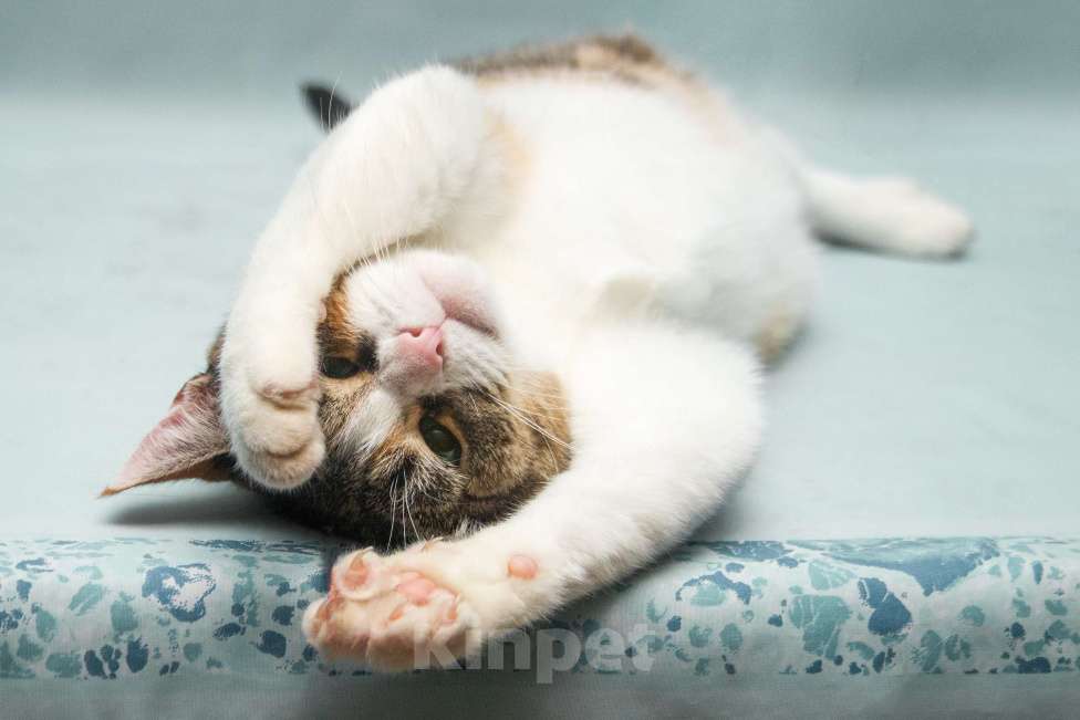 Кошки в Москве: Ума. Умная кошка Девочка, Бесплатно - фото 3