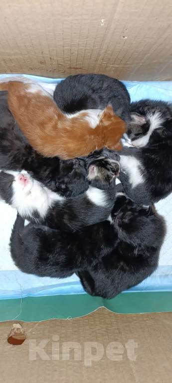 Кошки в других городах Новосибирской области: Котята Мейн-кун  Мальчик, 16 000 руб. - фото 6