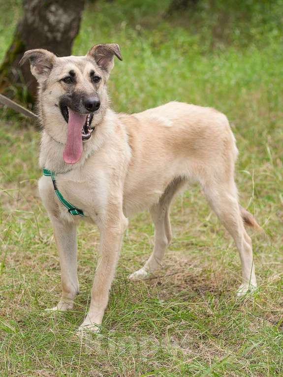 Собаки в Москве: Сестрёнка и брат ищут родителей Девочка, Бесплатно - фото 2