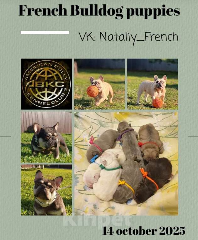 Собаки в Москве: Мальчик голубой под кремом. Мальчик, 60 000 руб. - фото 3