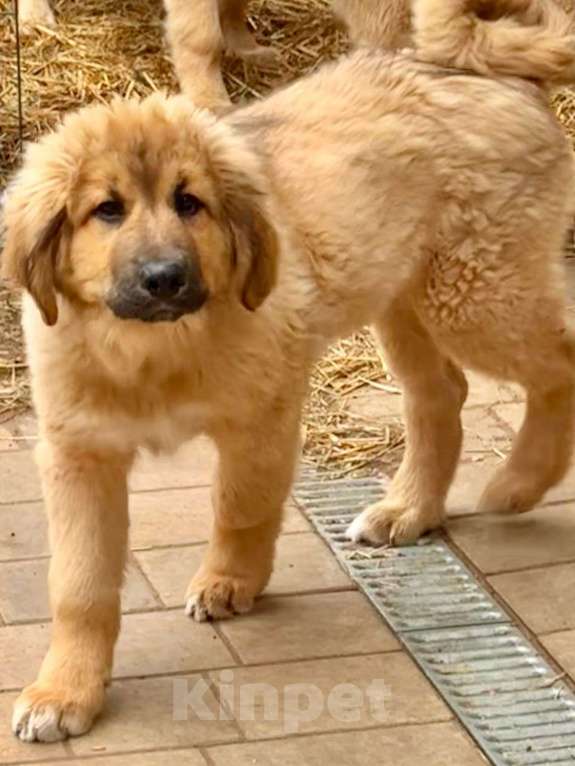 Собаки в Всеволожске: Ждут своих мам и пап Мальчик, Бесплатно - фото 5