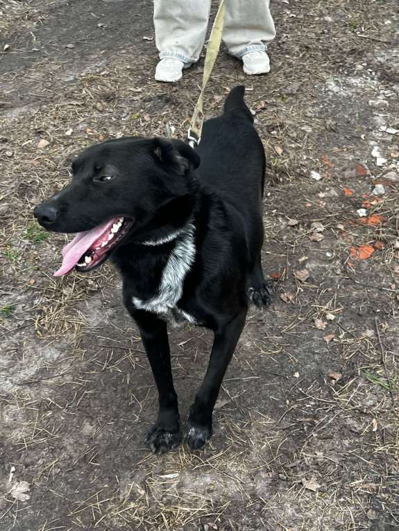 Собаки в Брянске: Лорд Мальчик, Бесплатно - фото 3