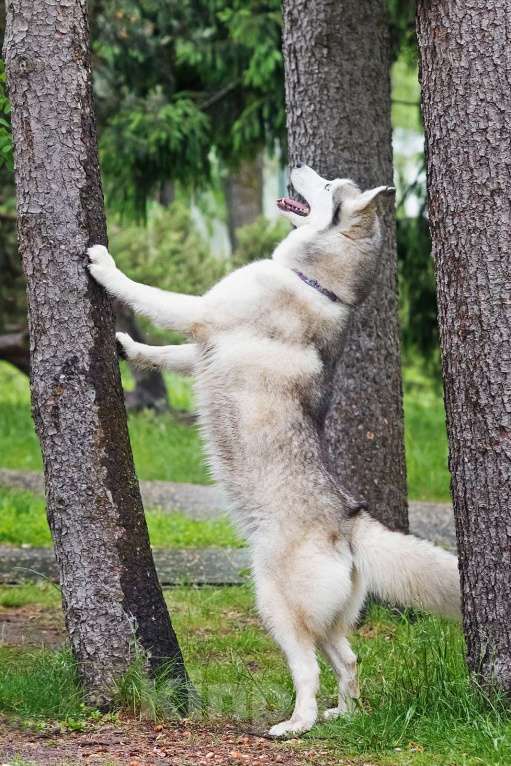 Собаки в Москве: Эмми ждет свою семью Девочка, Бесплатно - фото 3