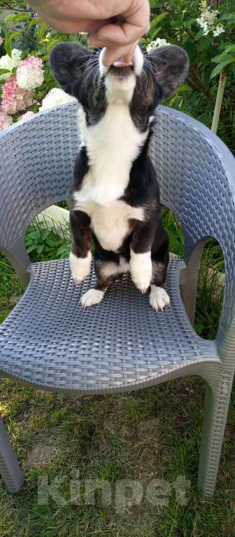 Собаки в Москве: Вельш -Корги Кардиган девочка Девочка, 25 000 руб. - фото 4