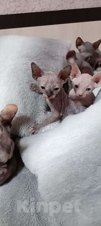 Кошки в Москве: Канадский сфинкс Девочка, 22 000 руб. - фото 2