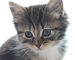 Кошки в Апрелевке: Малышка Тигра в добрые руки Девочка, 1 руб. - фото 2