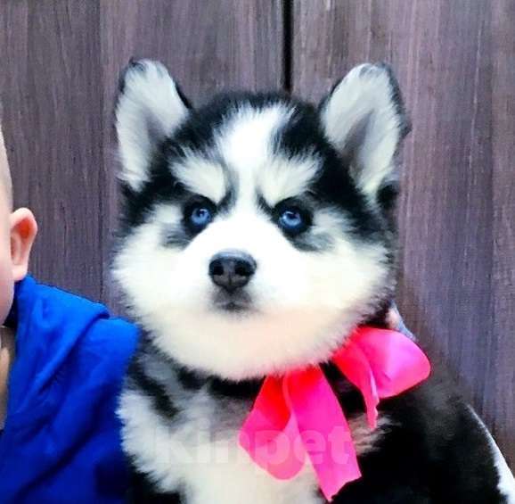 Собаки в Рыбинске: Породистые щенки хаски разных окрасов. Разнополые, Бесплатно - фото 2