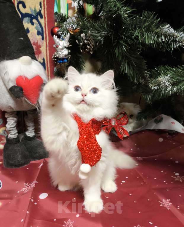 Кошки в Москве: Голубая золотая шиншилла пойнт Мальчик, 40 000 руб. - фото 2