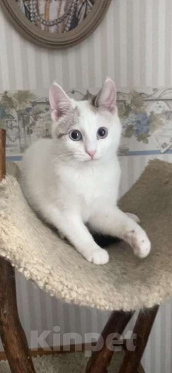 Кошки в Москве: Одри 3г в добрые руки Девочка, Бесплатно - фото 10