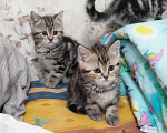 Кошки в Ставрополе: Шотландские котята с документами Разнополые, 10 000 руб. - фото 9