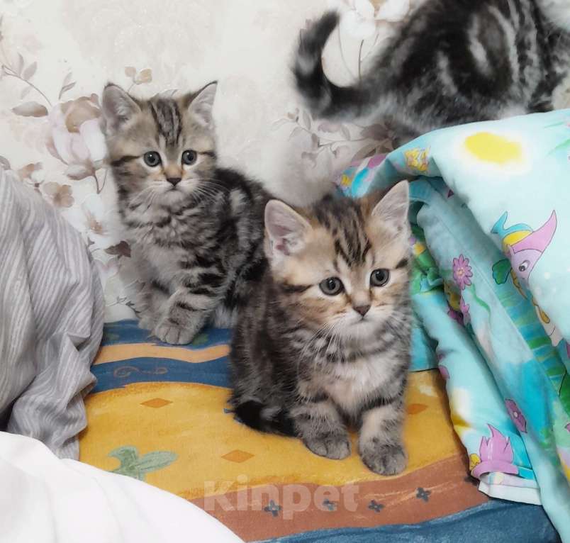 Кошки в Ставрополе: Шотландские котята с документами Разнополые, 10 000 руб. - фото 9