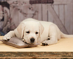 Собаки в Сертолово: Щенки лабрадора из профессионального питомника  Мальчик, Бесплатно - фото 5