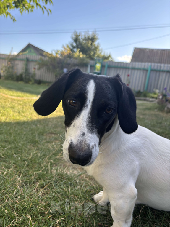 Собаки в других городах Волгоградской области: Продаю таксу окраса пайболт в хорошие руки Девочка, 15 000 руб. - фото 3