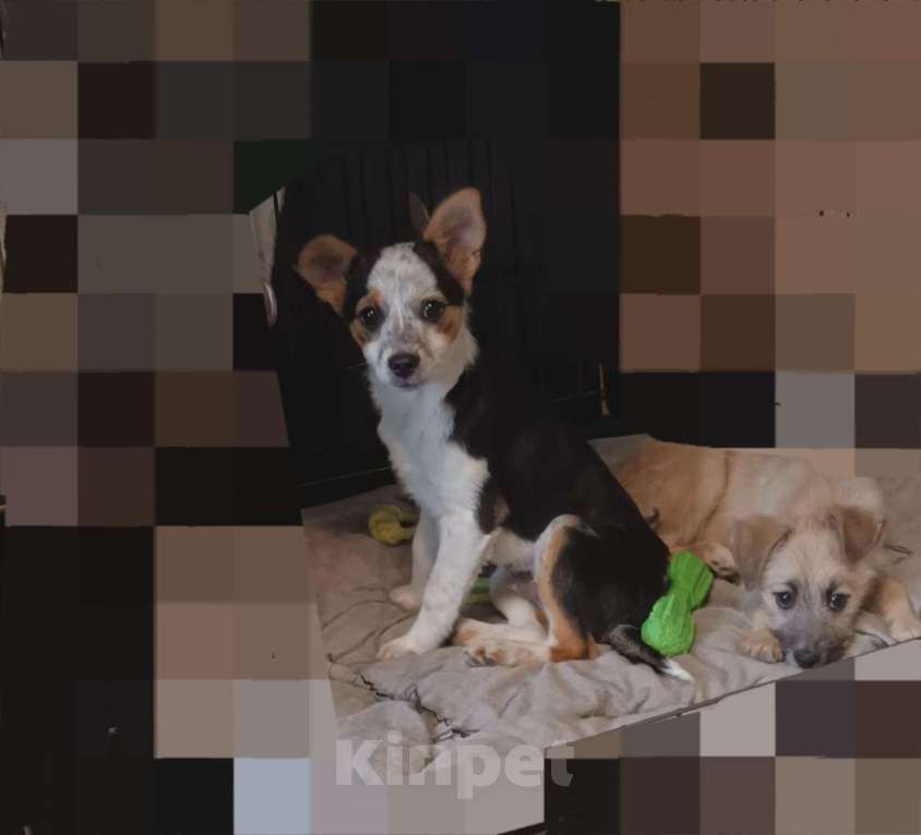 Собаки в Санкт-Петербурге: Щенок в добрые руки Мальчик, Бесплатно - фото 2