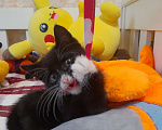 Кошки в Фрязино: Котенок Бегемот ищет дом. Мальчик, Бесплатно - фото 4