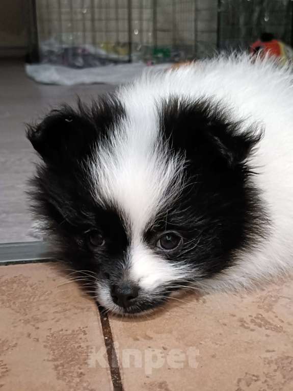 Собаки в Санкт-Петербурге: Шпиц  Мальчик, Бесплатно - фото 3