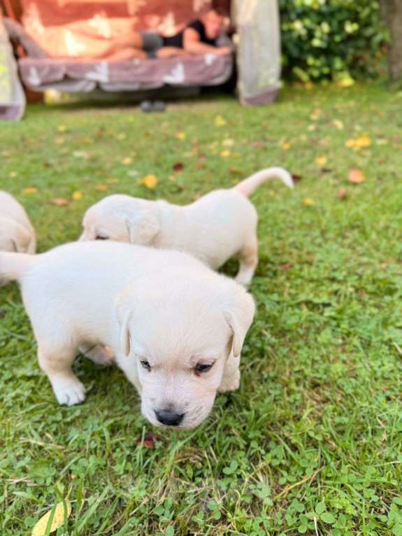 Собаки в Калининграде: Продам щенков лабрадора  Мальчик, 35 000 руб. - фото 6