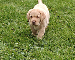 Собаки в Москве: Лучший друг - щенок лабрадора Мальчик, 250 000 руб. - фото 2