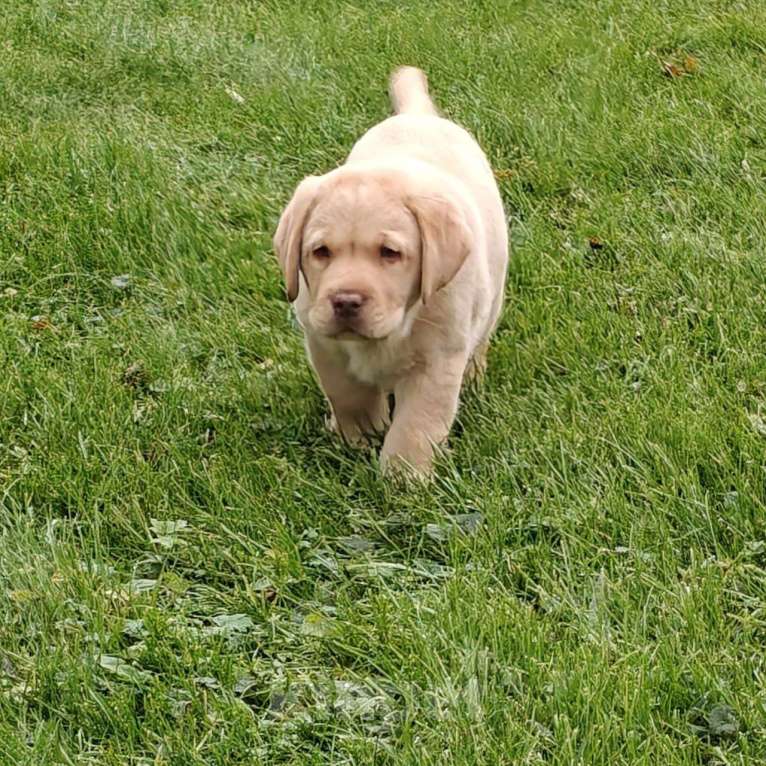 Собаки в Москве: Лучший друг - щенок лабрадора Мальчик, 250 000 руб. - фото 2