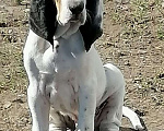 Собаки в Волоколамске: Большая гасконо-сентонжская гончая Мальчик, 80 000 руб. - фото 1