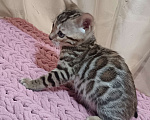 Кошки в других городах Свердловской области: Бенгальский котёнок Мальчик, Бесплатно - фото 3