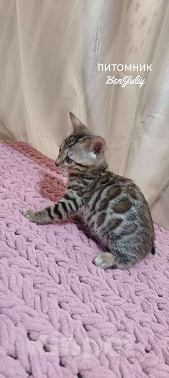Кошки в других городах Свердловской области: Бенгальский котёнок Мальчик, Бесплатно - фото 3