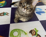 Кошки в Нижнем Тагиле: Котенок Мейн-кун Девочка, 45 000 руб. - фото 2