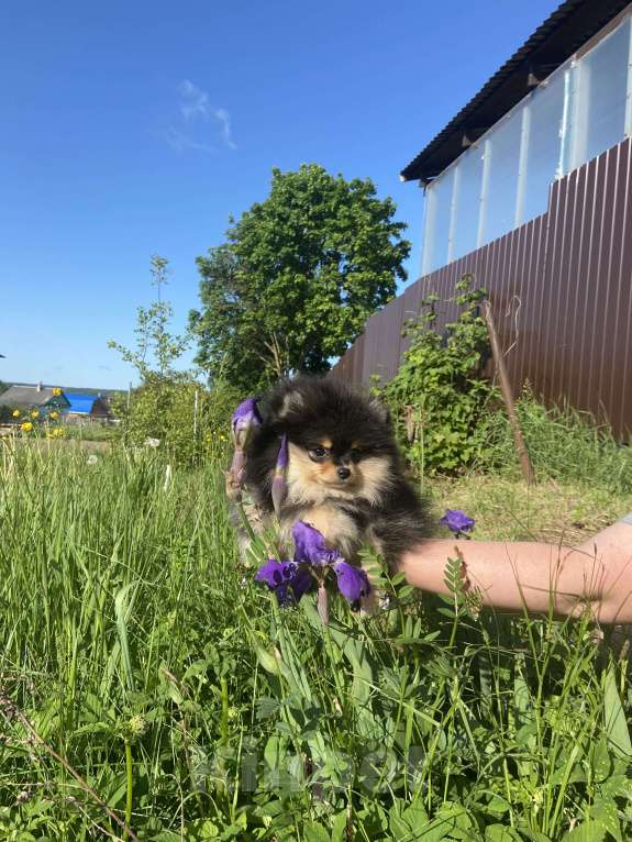 Собаки в Калуге: Продается девочка шпиц Девочка, 30 000 руб. - фото 4