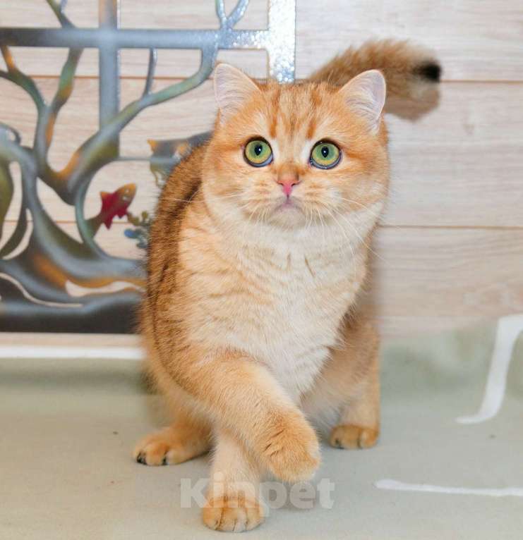 Кошки в Рыбинске: Британская девочка золотая шиншилла 6 мес Девочка, 20 000 руб. - фото 1