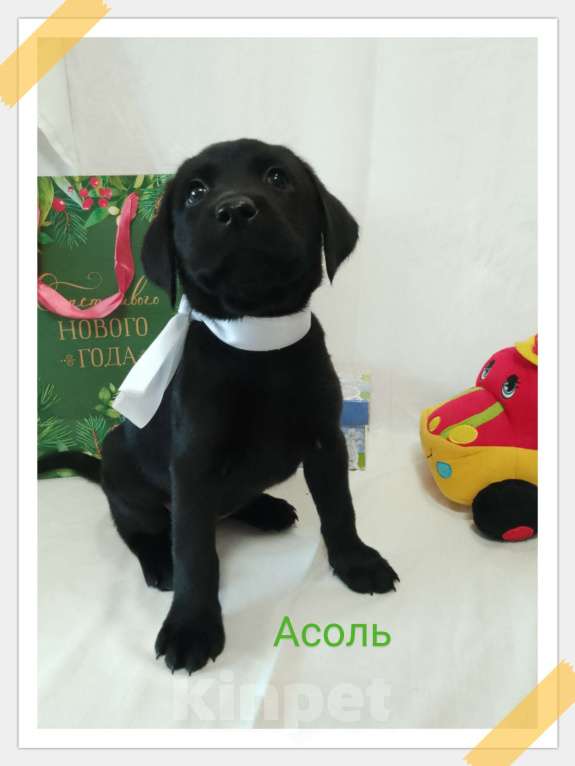 Собаки в других городах Краснодарского края: Щенки Лабрадор ретривер Девочка, 12 000 руб. - фото 6