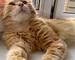 Кошки в Мытищах: Котенок в добрейшие руки Мальчик, Бесплатно - фото 6
