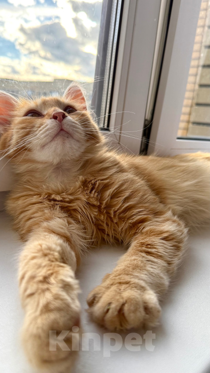 Кошки в Мытищах: Котенок в добрейшие руки Мальчик, Бесплатно - фото 6