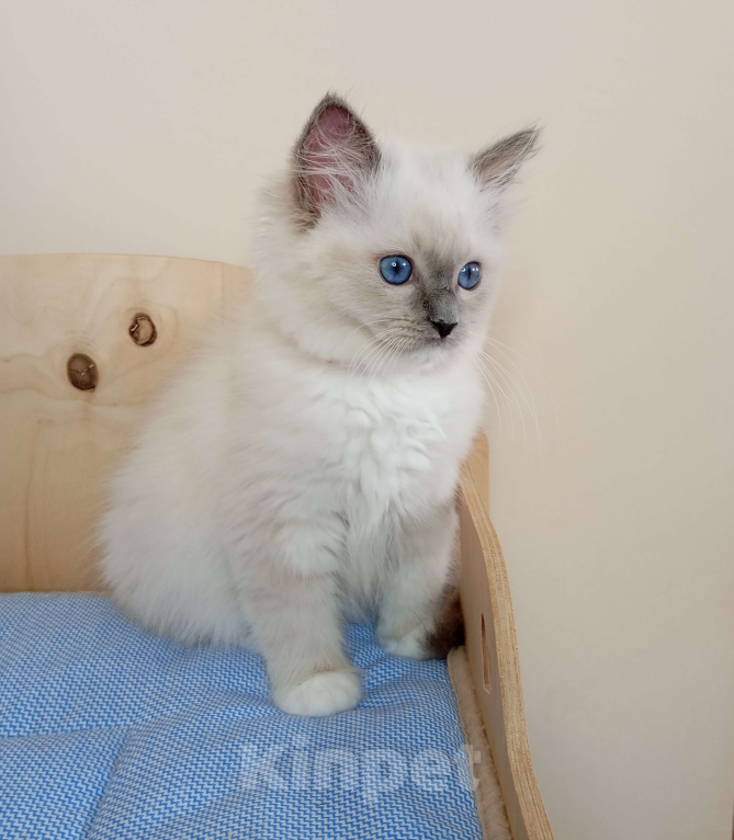 Кошки в Москве: Котëнок Рэгдолл Marusya Девочка, 100 000 руб. - фото 5