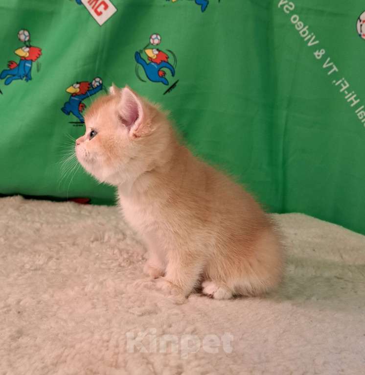 Кошки в Москве: Котик золотая шиншила  Мальчик, 70 000 руб. - фото 4