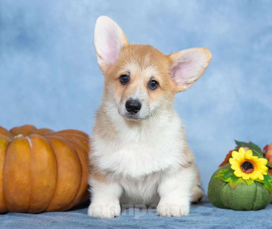 Собаки в Москве: Вельш корги пемброк щенок Мальчик, 50 000 руб. - фото 3