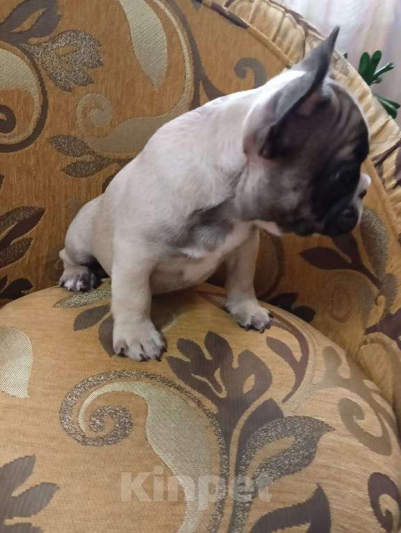 Собаки в Курске: Французский бульдог  Мальчик, 20 000 руб. - фото 4