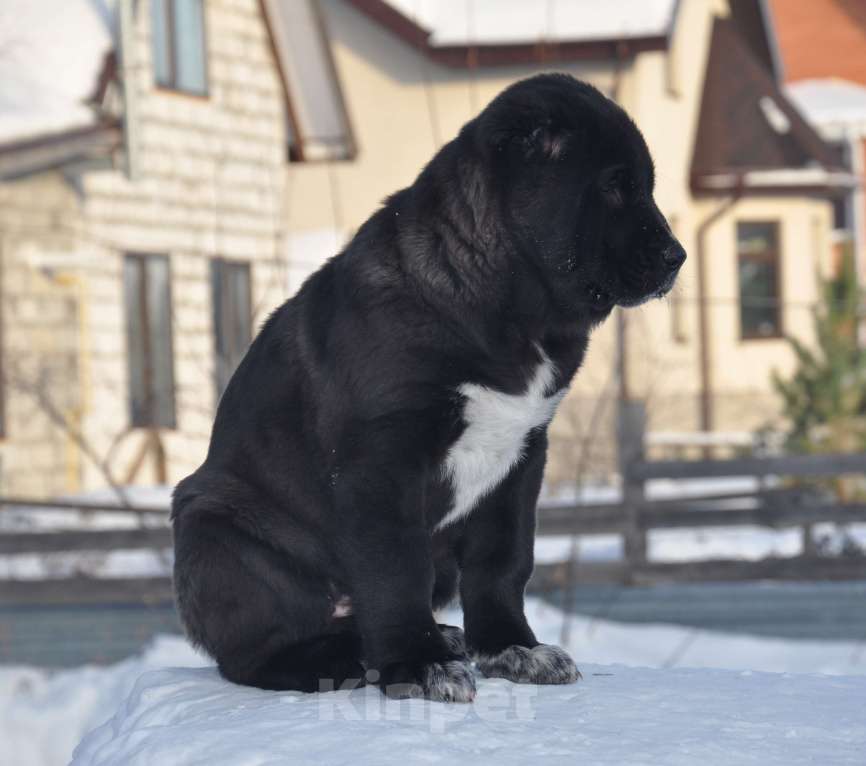 Собаки в Новосибирске: Щенок алабая девочка Девочка, 30 000 руб. - фото 3