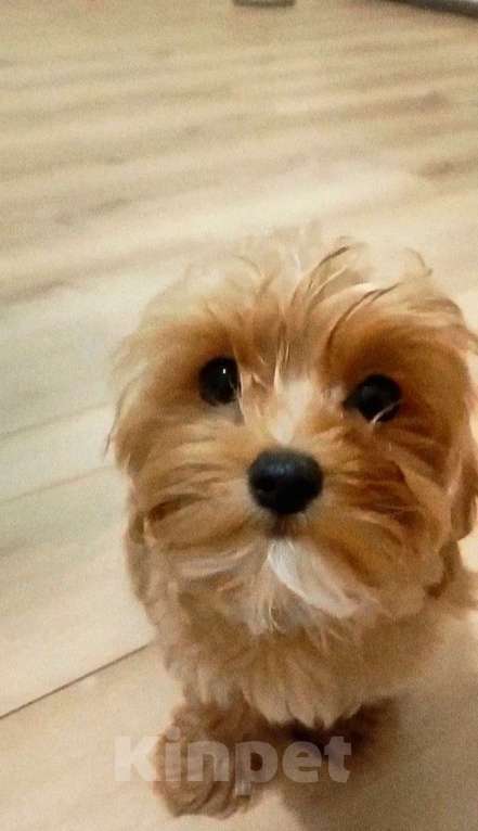 Собаки в Москве: Мальтипу Мальчик, 95 000 руб. - фото 1