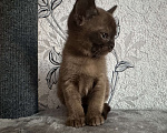 Кошки в Оренбурге: Бурманские котята Девочка, 35 000 руб. - фото 9