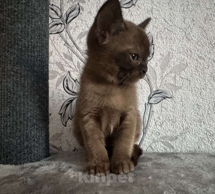 Кошки в Оренбурге: Бурманские котята Девочка, 35 000 руб. - фото 9