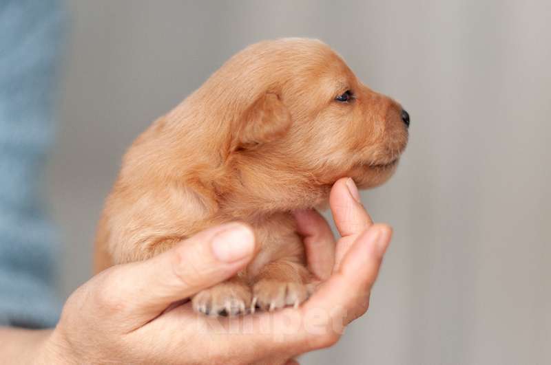 Собаки в Москве: Белые и рыжие щенки от маленькой собаки в добрые руки Девочка, Бесплатно - фото 4